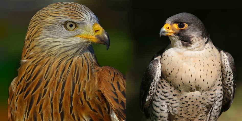 Red Kite and Peregrine